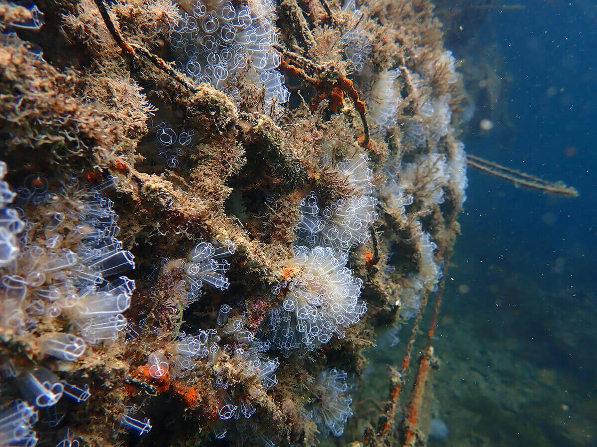 Micro arrecife
