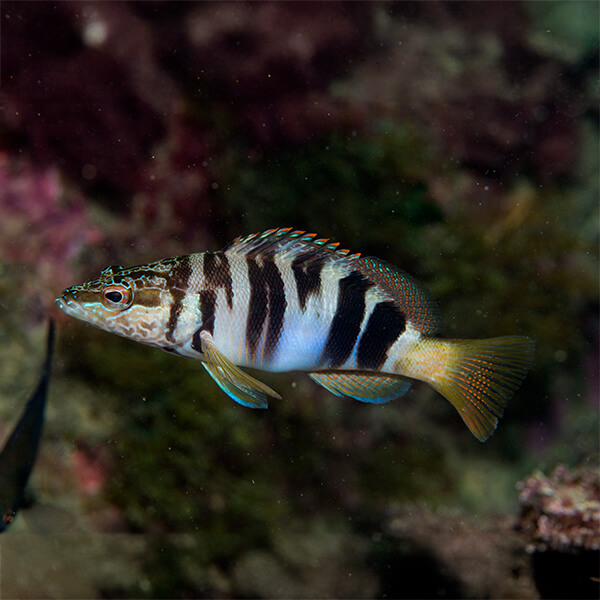 Serranus Scriba
